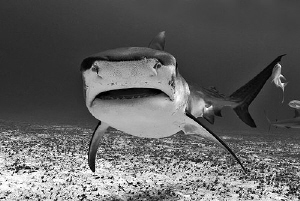 This big Tiger Shark was the first one to visit us on our... by Steven Anderson 